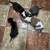 Puppies! 4 thumbnail