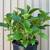 MOPHEAD HYDRANGEA STARTER 1 thumbnail