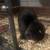 Sweet holland lop 1 thumbnail
