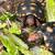 Brazilian cherry redhead tortoises 1 thumbnail