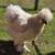 Silkie Chickens 1 thumbnail