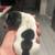 Miniature Dachshund 2 thumbnail