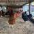 Rhode Island Red hens 1 yr old 3 thumbnail