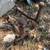 Antique Andirons, Milk Can, Sheep Shears, and Barn Lantern 3 thumbnail