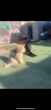 Missing 2 very loved cats (Las Vegas)63907299049474120