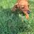 Mini Dachshund Puppies 7 thumbnail
