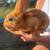 Rabbits 2 thumbnail