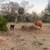 Cattle for sale 11 thumbnail