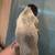 Heeler/ Brittany Spaniel Puppies 6 thumbnail