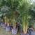 Areca palms 9 thumbnail