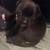 8 week American bully puppies looking for their forever homes! 13 thumbnail