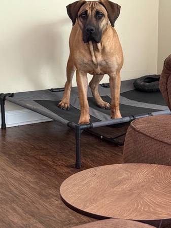 Cachorro de Presa Canario (Marietta)63881506878595120