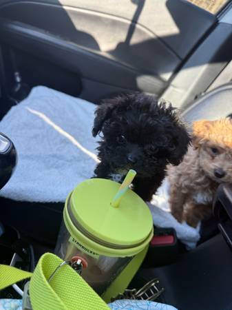 Shih Poos for sale (JBER)64141761234434124