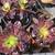 Aeonium Arboreum, Black Rose Zwarthrop plants 2 thumbnail