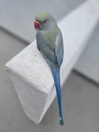 Indigo violet indian ringneck  tame 1
