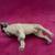 Bull Mastiff Figurine by Conversation Concepts 4 thumbnail