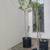 Fruit Trees with fruit on them 10 thumbnail