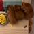 Guinea Pigs and hamsters 2 thumbnail