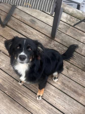 Australian shepherd 1