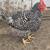 Barred Rock and Sapphire Gem chickens 3 thumbnail