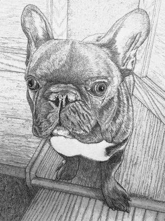 Retratos de mascotas (Urbandale)63671589209475122