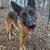 Pure Blood German Shepherd to Good Home 1 thumbnail