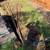 Get your leaves raked & removed we do yard cleanup35$ hour9162792024 5 thumbnail