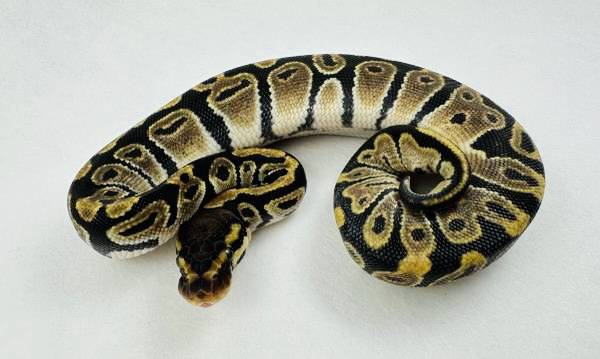 100% Het Clown Female Ball Python - $100 1