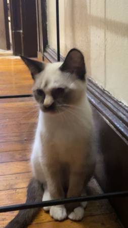 13 week kittens 2 girls (Dorchester Center)63655682631555121