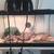 2 Gecko lizards 3 thumbnail