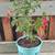 Hardy Fuchsia Plants 2 thumbnail