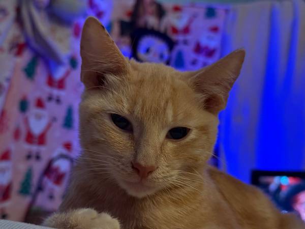 Macho de 16 semanas de edad de raza American Shorthair63853558902019121