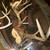 Antlers For Crafting Or Decoration 2 thumbnail