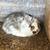 Bunny rabbits 5 thumbnail