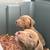 Rednose pitbull puppys 1 thumbnail