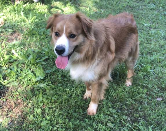 Medium-sized male mixed breed dog 1