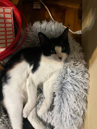 Tuxedo Female Kitten63857444488193121