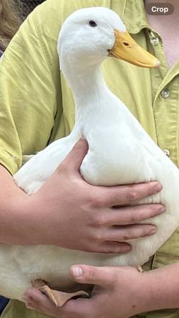 Pekin Ducks 1