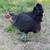 Laying Hens (3) 4 thumbnail
