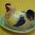 Chicken Hen Ceramic Butter And/Or Cheese Keeper Circa 1930s Japan 5 thumbnail