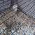 FREE GUINEA PIGS! MALE AND FEMALE 5 thumbnail