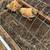 Chickens 2 thumbnail