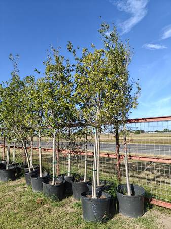 White Oak trees 30gallon 1