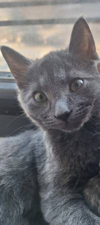 Adorable gatito macho gris en busca de su hogar para toda la vida (Brooklyn)