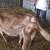 Alpine grade  milking Doe 2 thumbnail