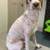 Outdoorsy Affordable Dog Wash And Groom !!! 7 thumbnail