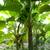 Farm near town and beach, Mangoes, tropical fruits and more 6 thumbnail