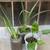 $5 Each White African Iris Dietes Iridioides White Calla Lily 6 thumbnail