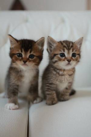 Rehoming for Scottishfold/ tabby brown mix kitten63853558277891122