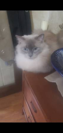 5 year old fixed Ragdoll  Cat (Dudley)63897334280322124